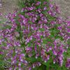 Penstemon Smalli